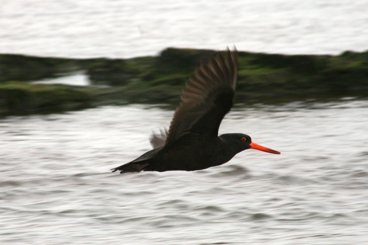Sooty Oystercatcher - ML638831501