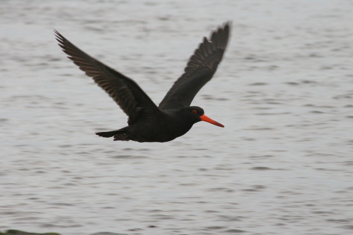 Sooty Oystercatcher - ML638831502