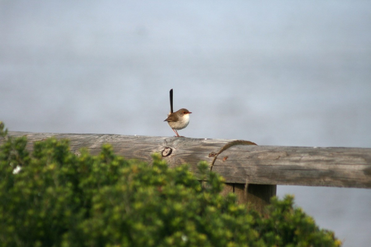 Superb Fairywren - ML638831508