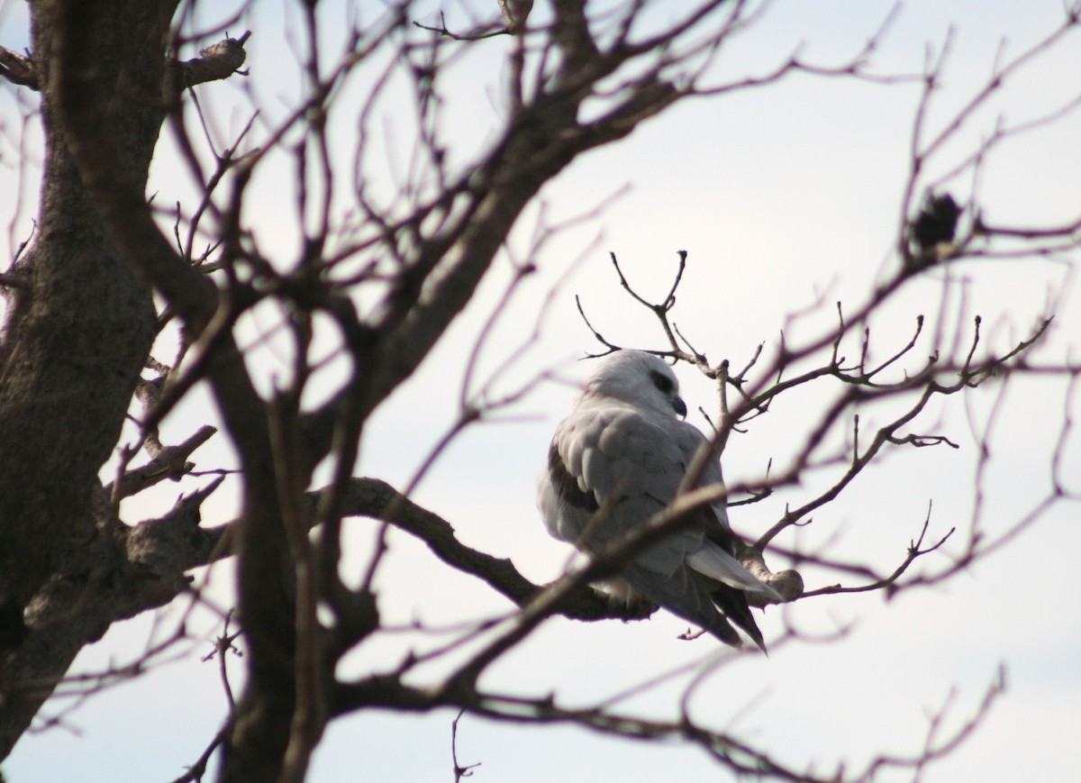 Black-shouldered Kite - ML638831511