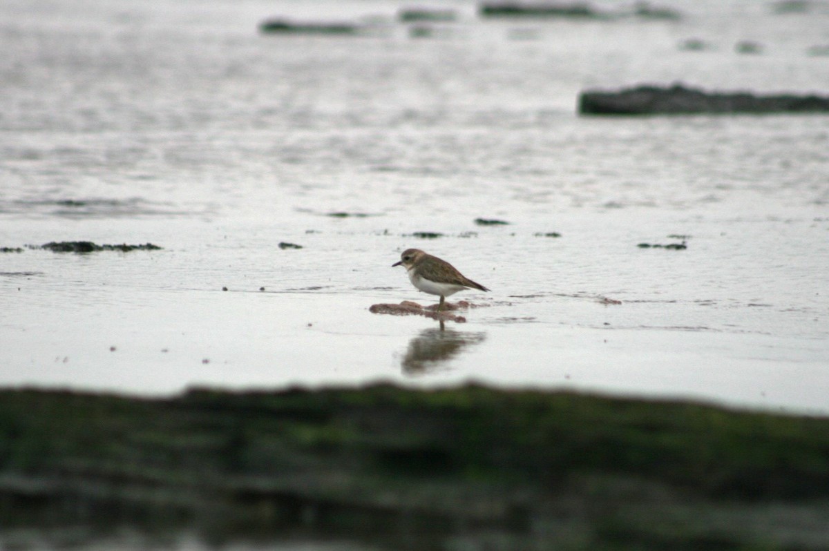 Double-banded Plover - ML638831538