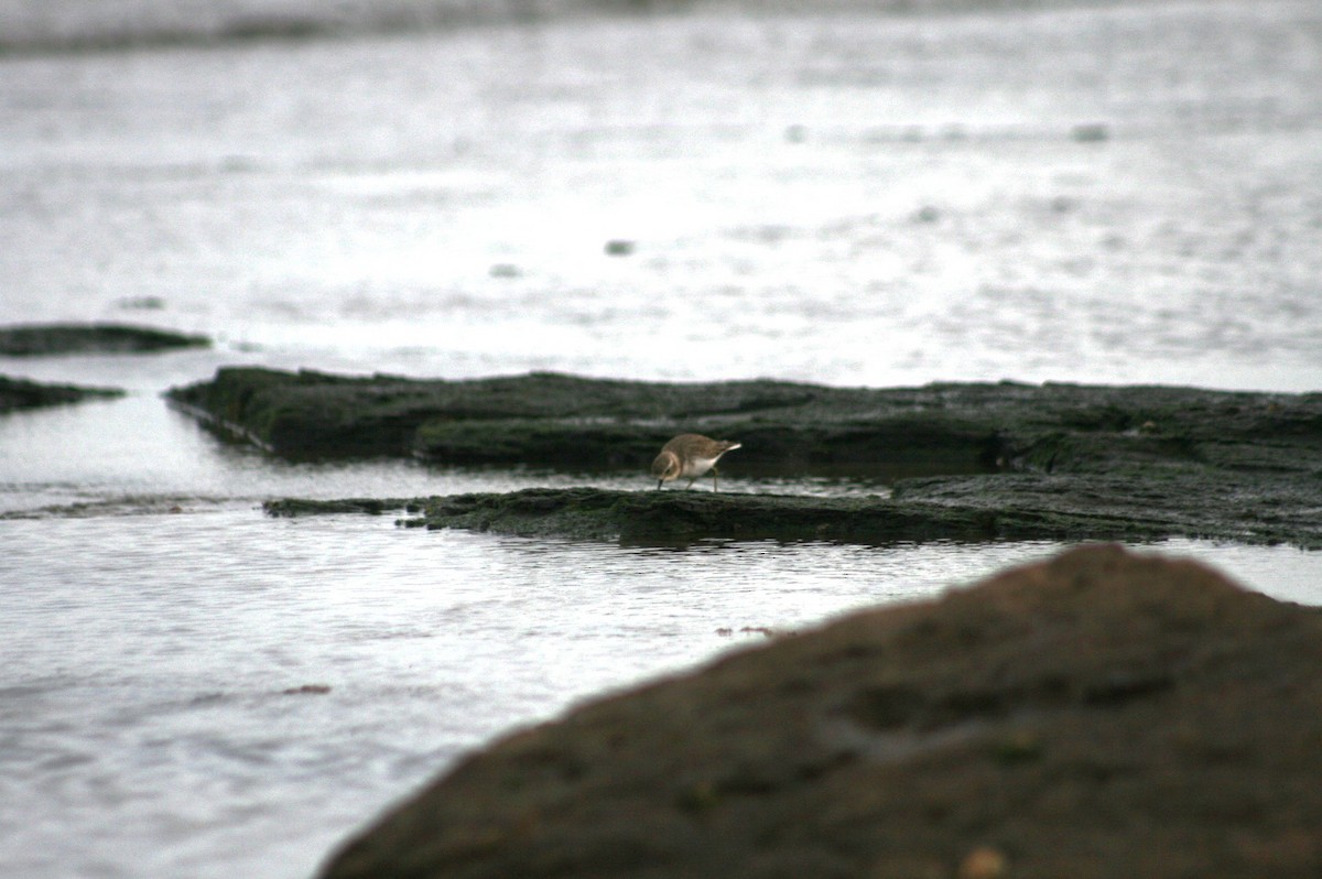 Double-banded Plover - ML638831540