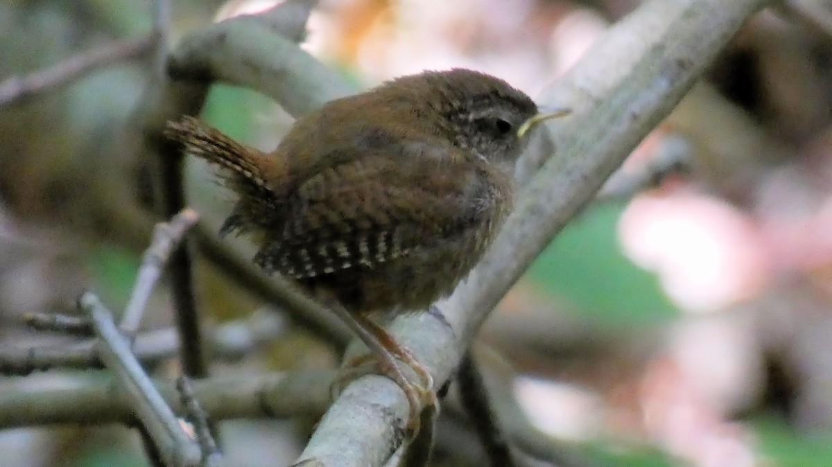 Eurasian Wren - ML638831574