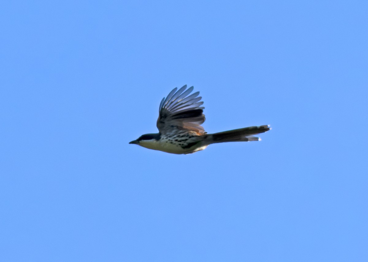 Crocias du Langbian - ML638831679