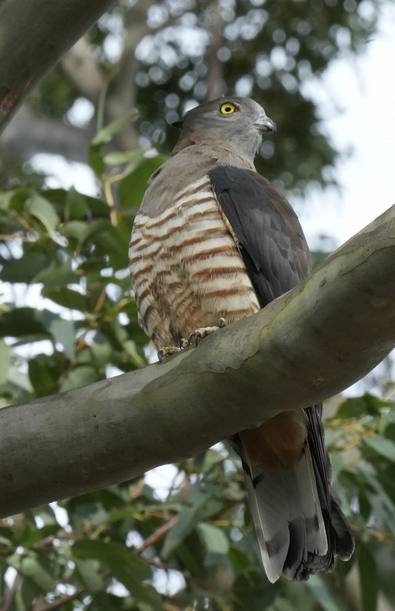 Pacific Baza - ML638831684