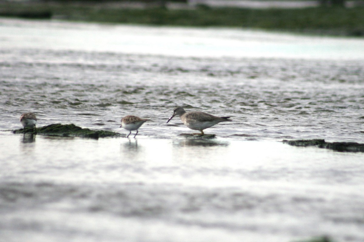 Gray-tailed Tattler - ML638831685