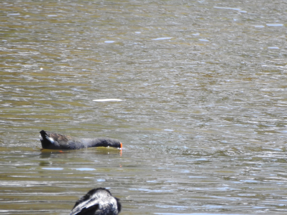 Dusky Moorhen - ML638831726