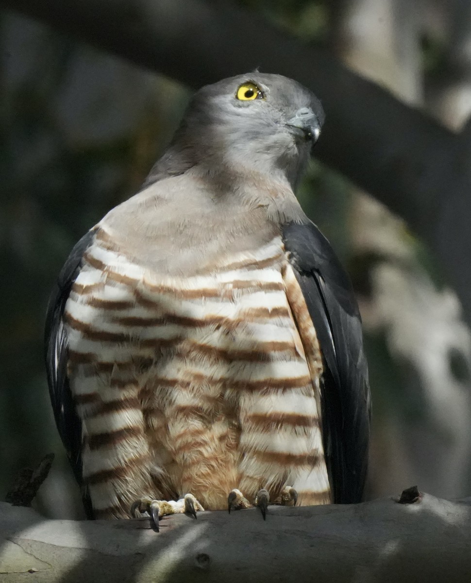 Pacific Baza - ML638831740