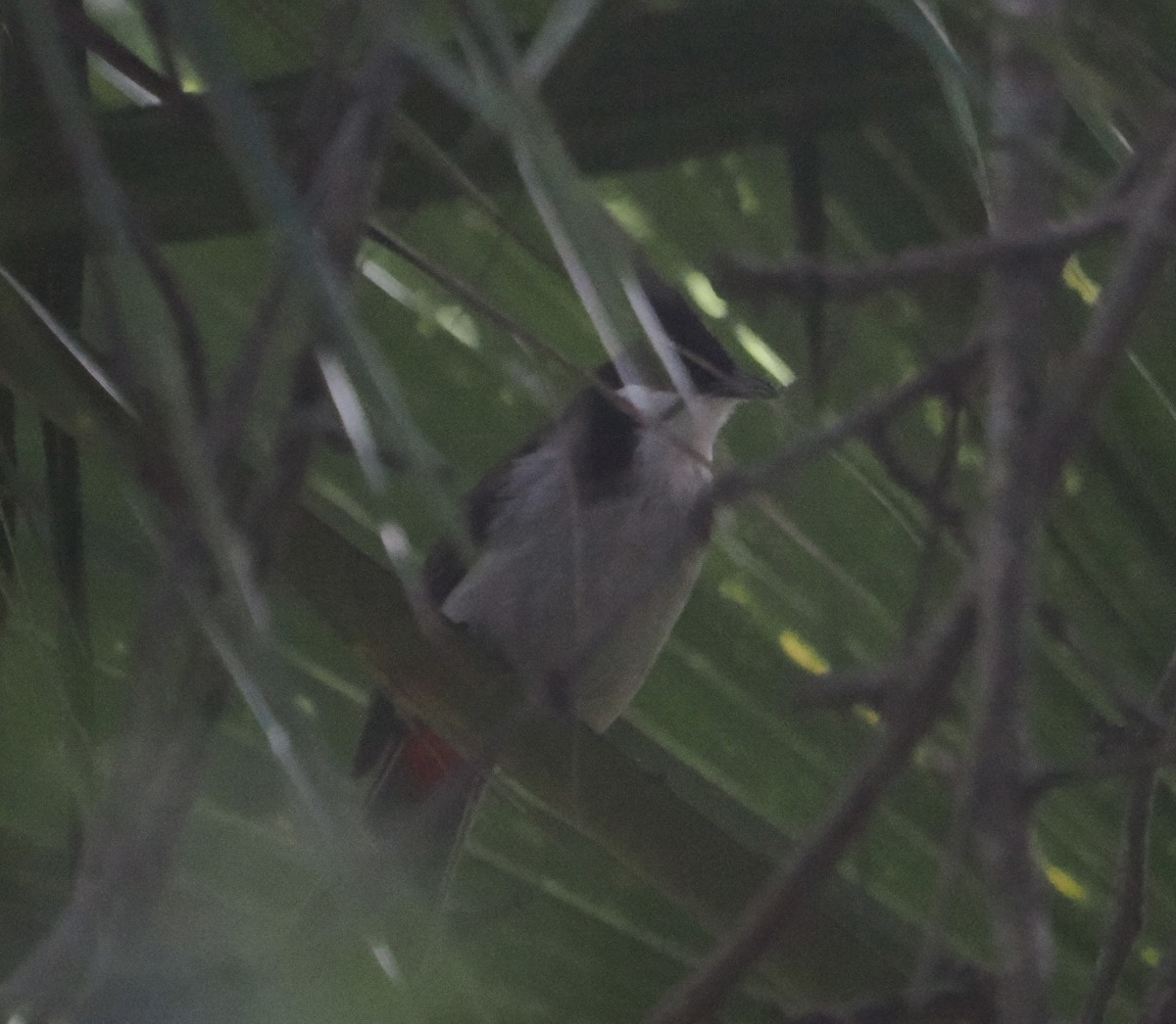 Bulbul Orfeo - ML638831774