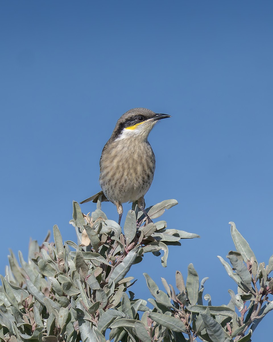 Singing Honeyeater - ML638831807