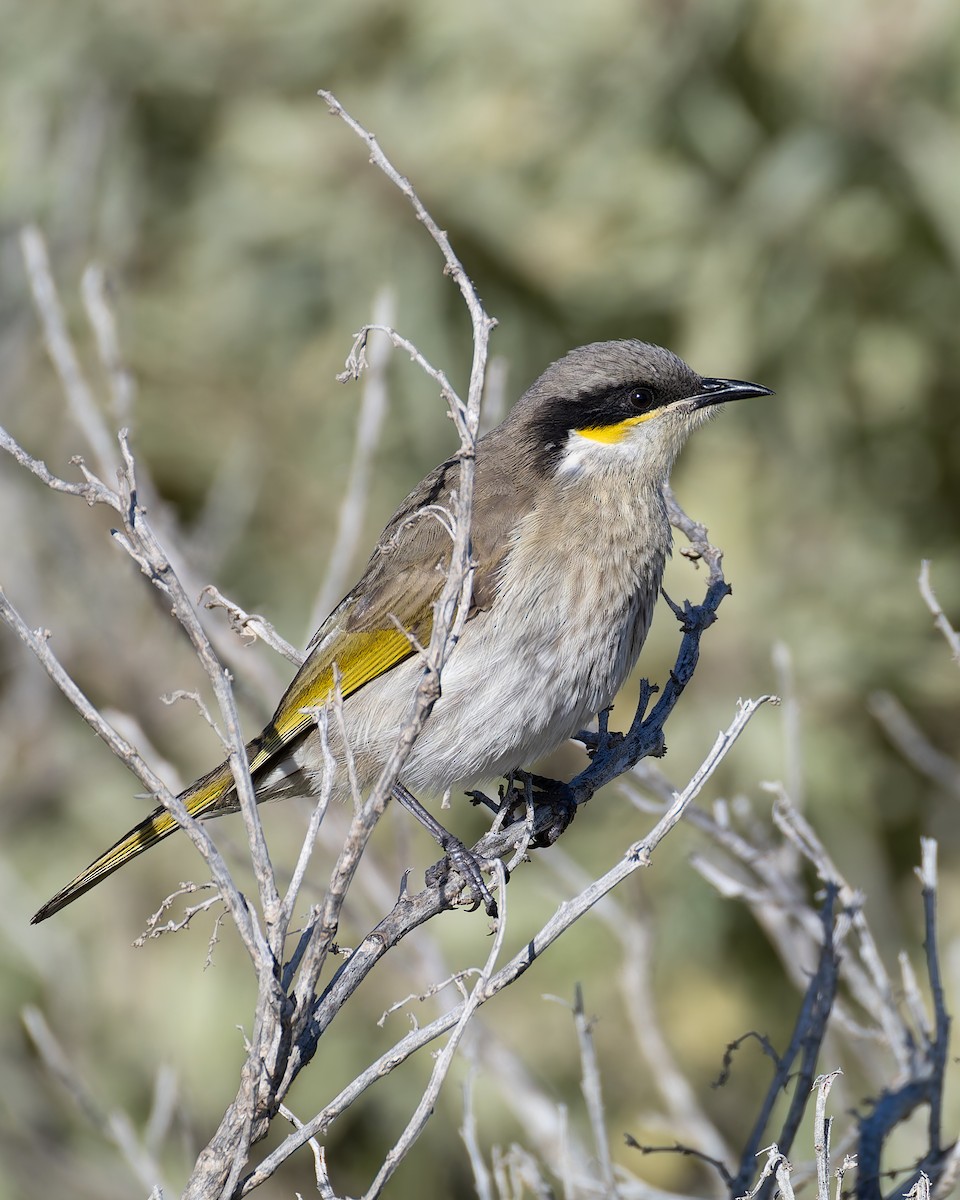 Singing Honeyeater - ML638831808