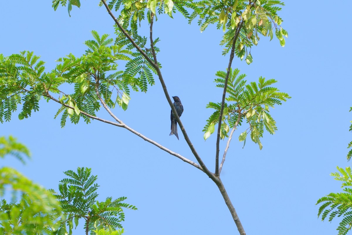 Bronzed Drongo - ML638831839