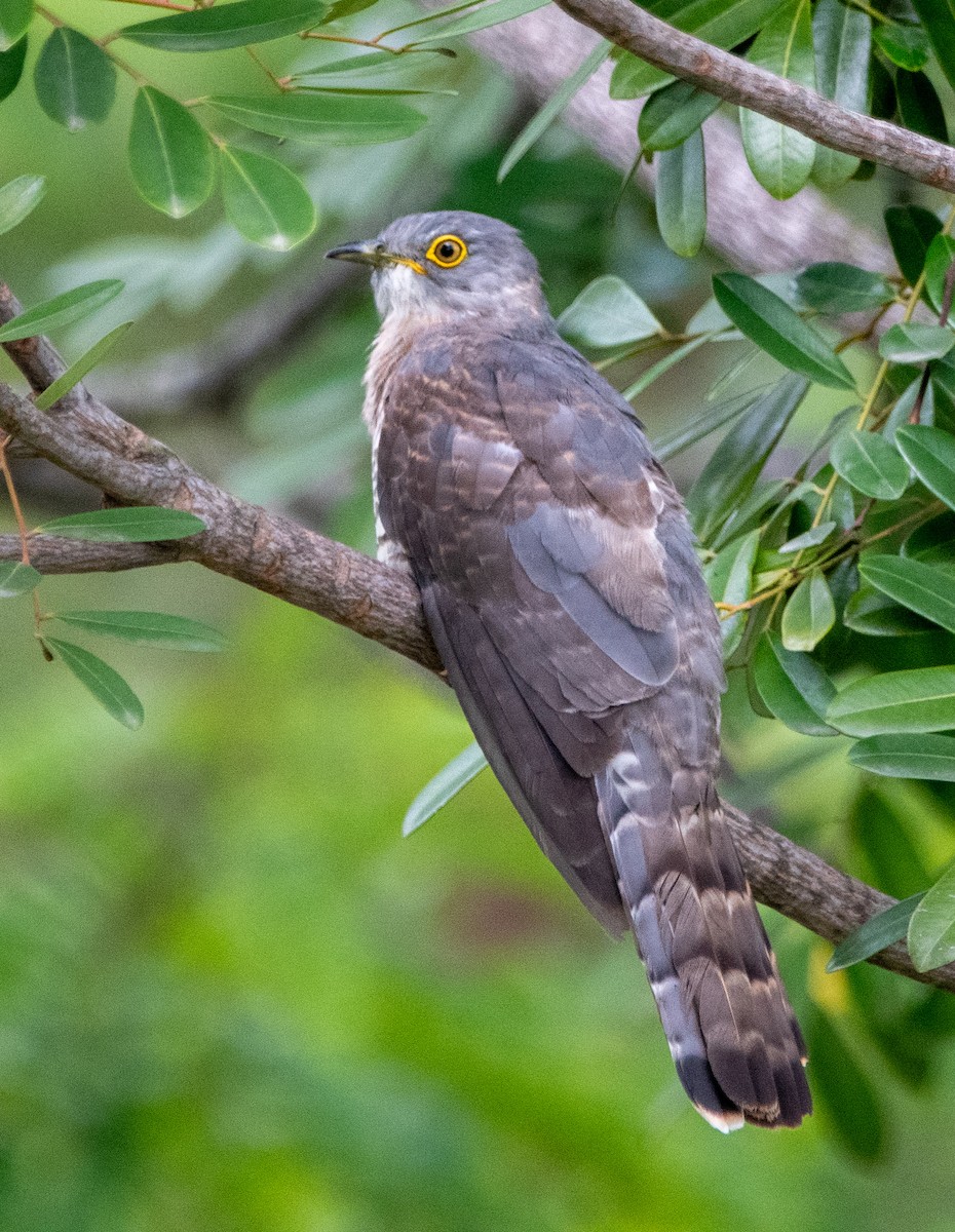 Common Hawk-Cuckoo - ML638831856