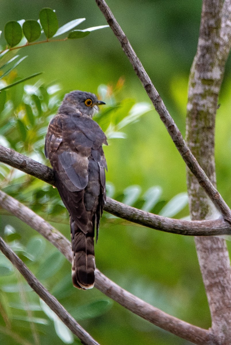 Common Hawk-Cuckoo - ML638831857