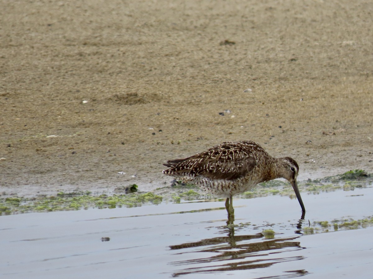 Short-billed Dowitcher - ML638831870