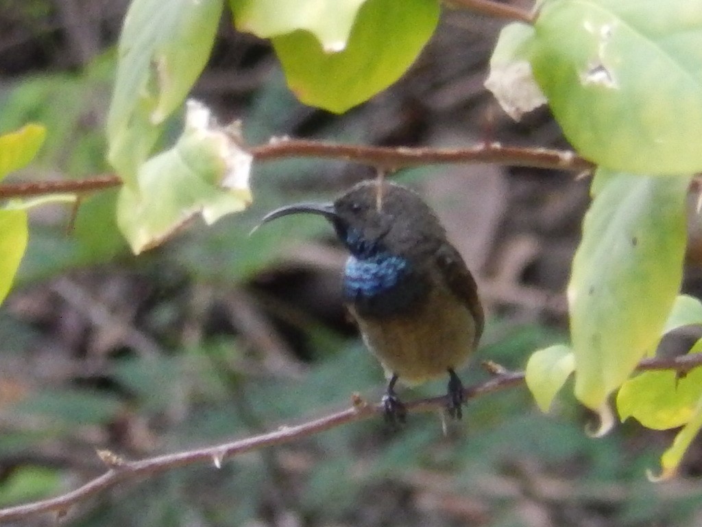 Seychelles Sunbird - ML638831876