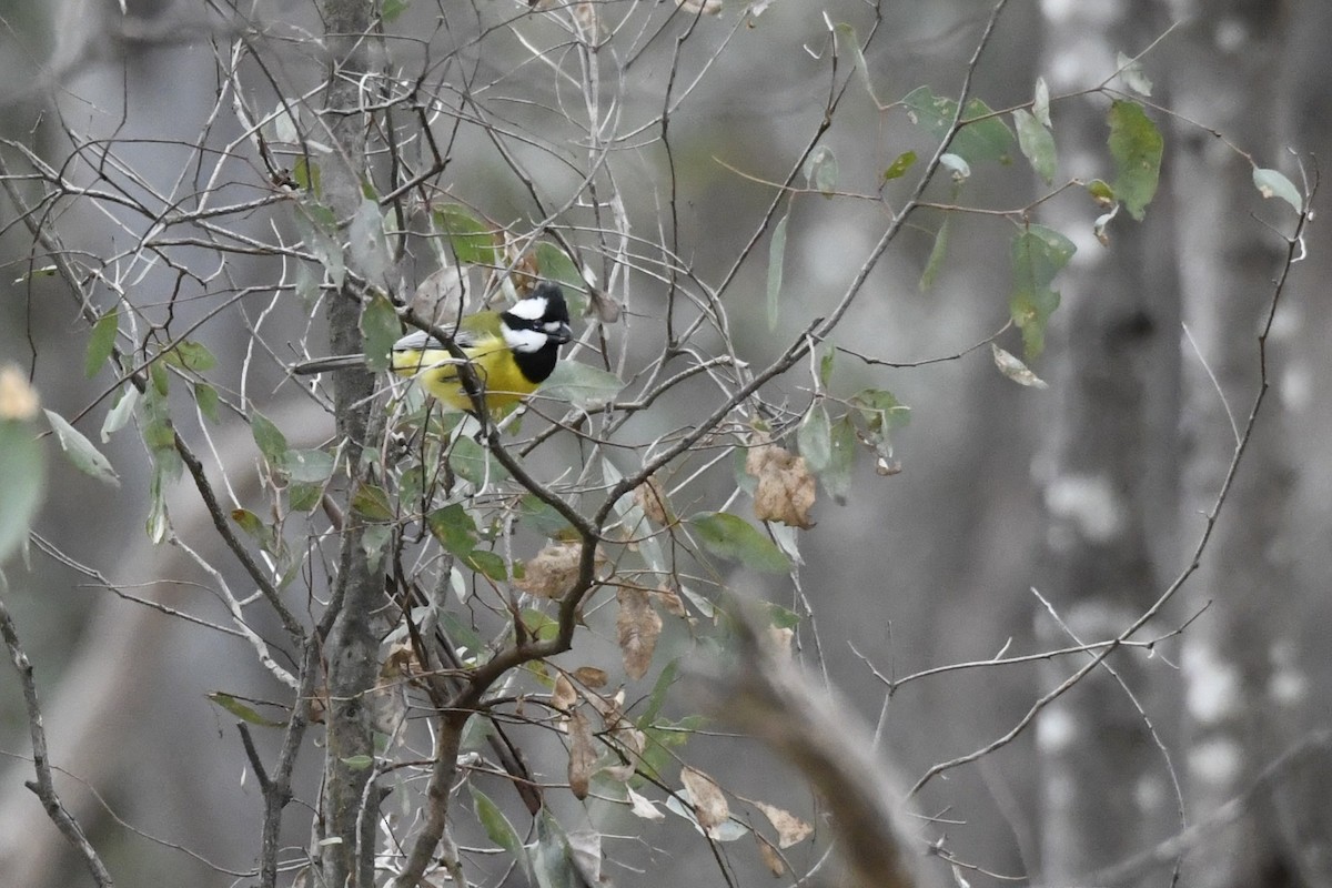 Eastern Shrike-tit - ML638831882