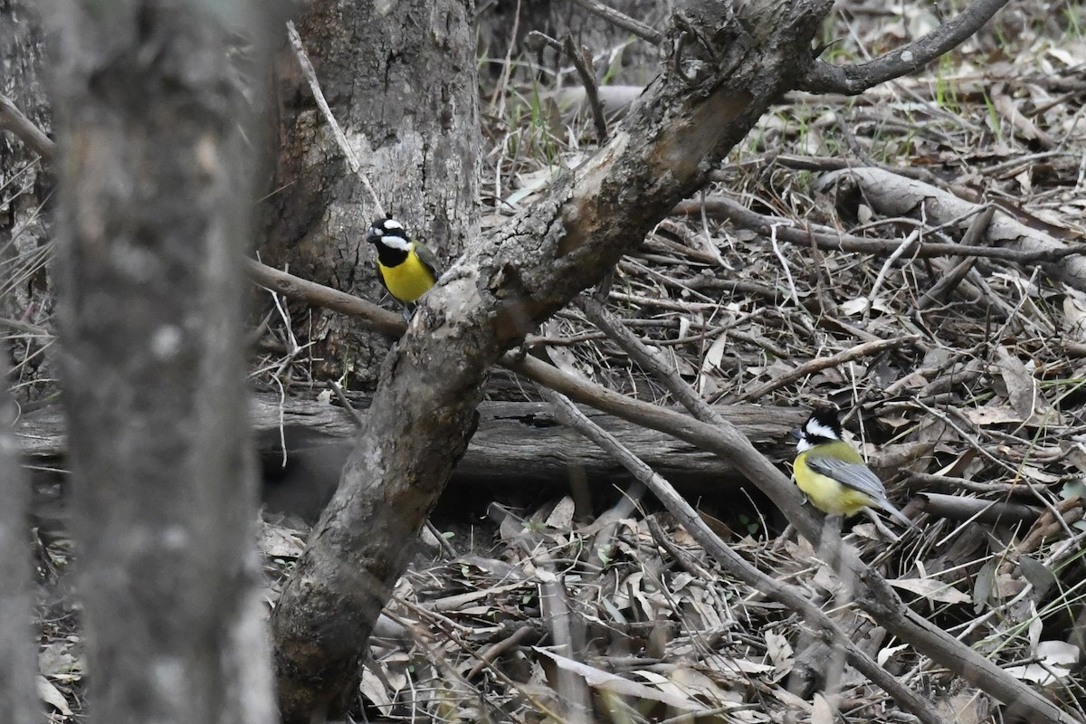Eastern Shrike-tit - ML638831883