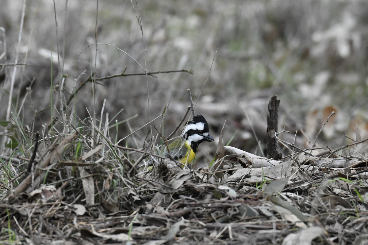 Eastern Shrike-tit - ML638831884