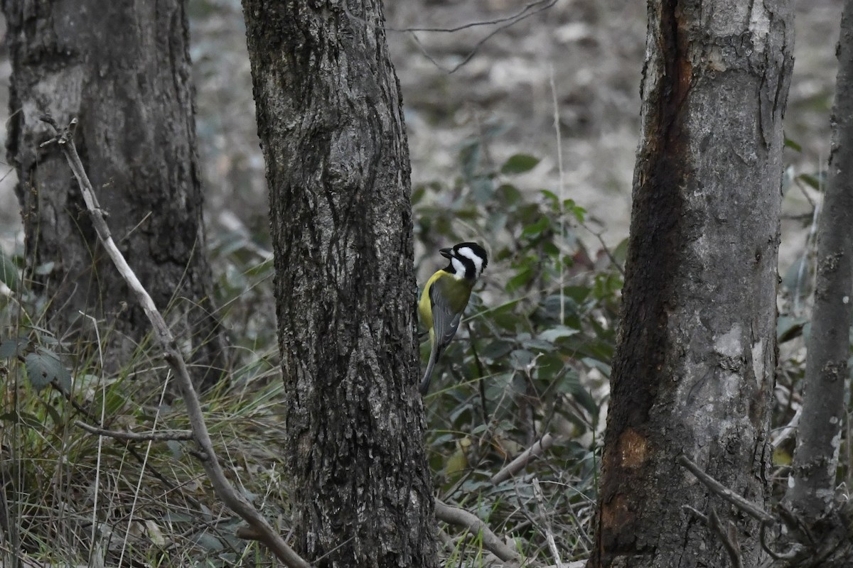 Eastern Shrike-tit - ML638831886
