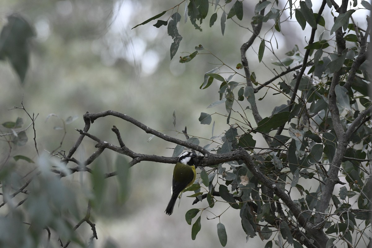 Eastern Shrike-tit - ML638831887