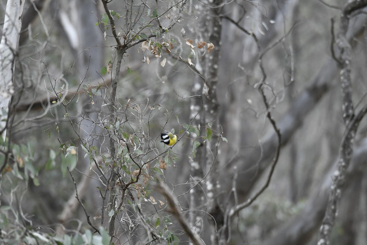 Eastern Shrike-tit - ML638831888