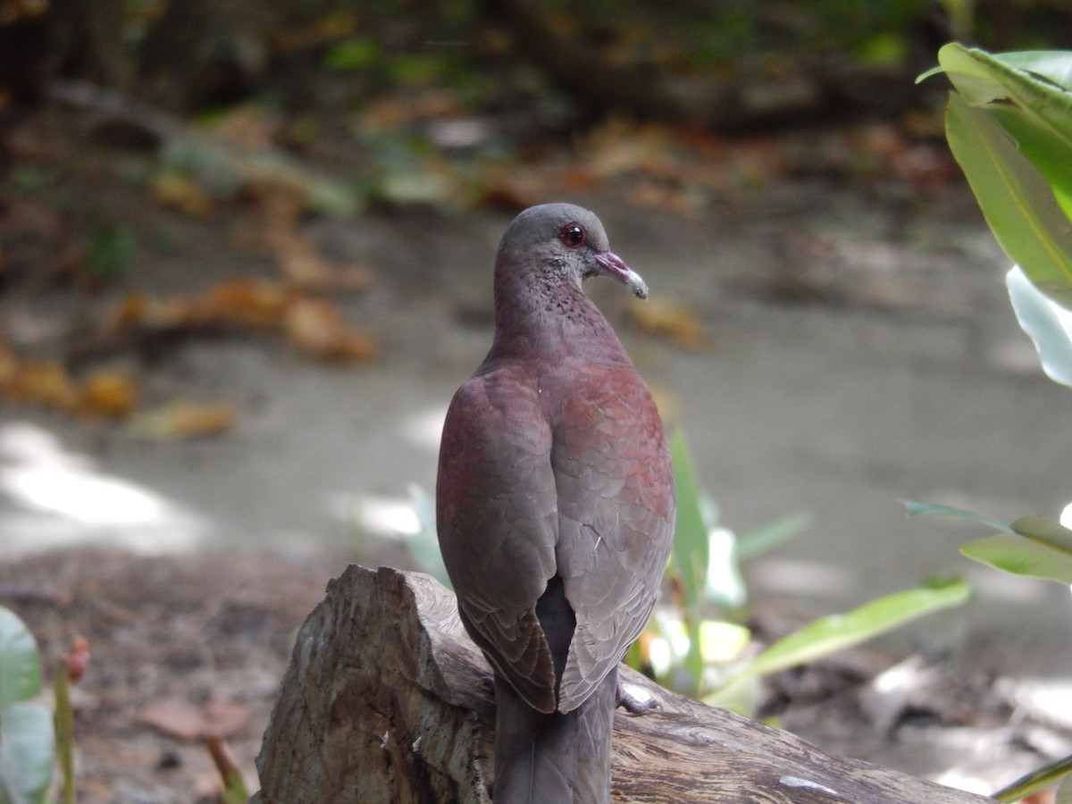 Malagasy Turtle-Dove - ML638831895