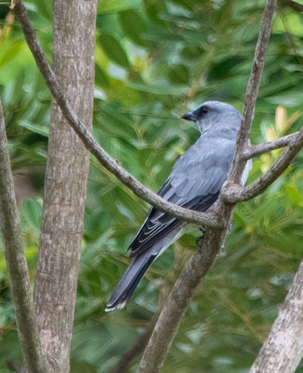 Indian Cuckooshrike - ML638831906