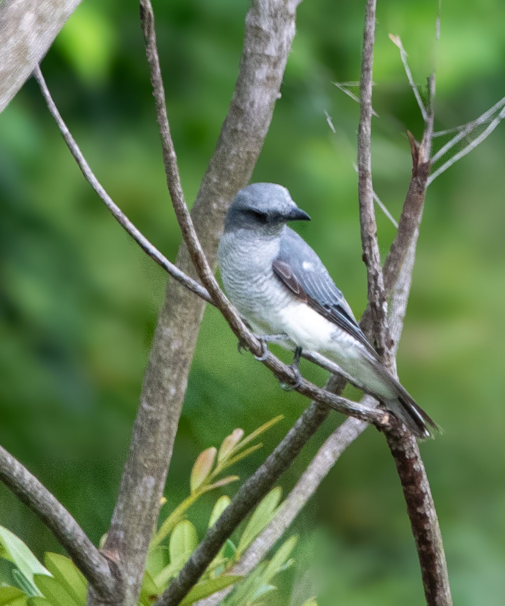 Indian Cuckooshrike - ML638831907