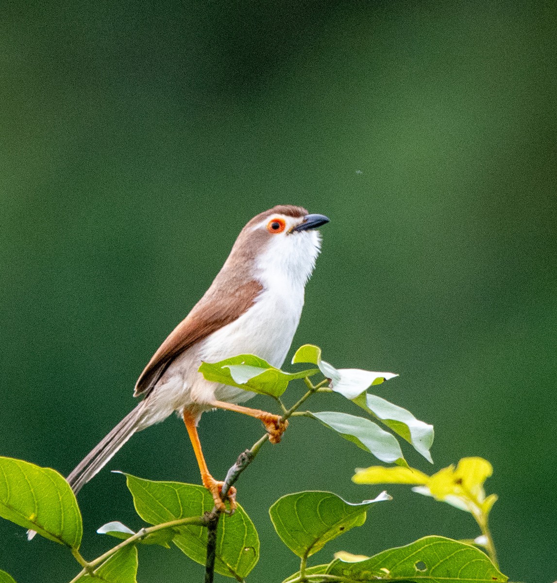 Yellow-eyed Babbler - ML638831914