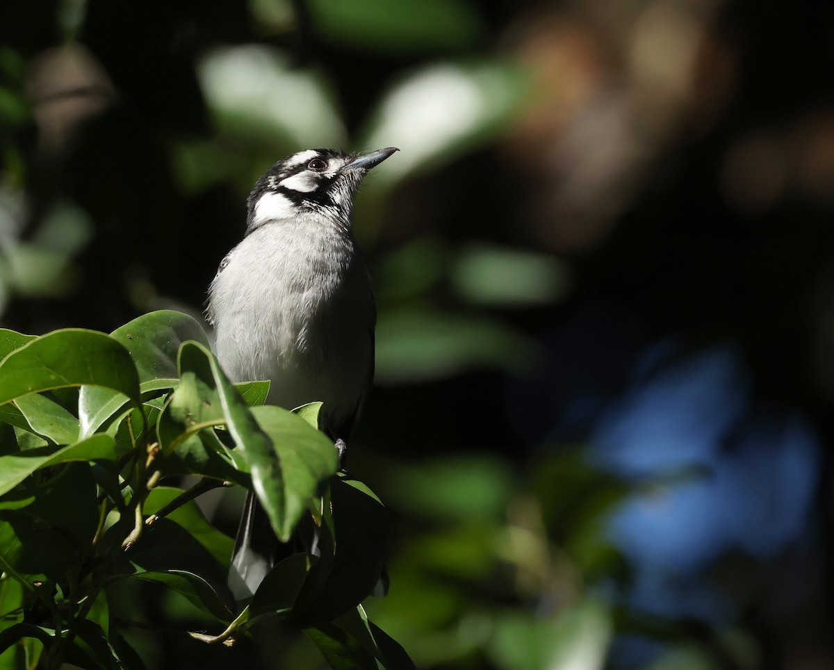 White-eared Monarch - ML638831944