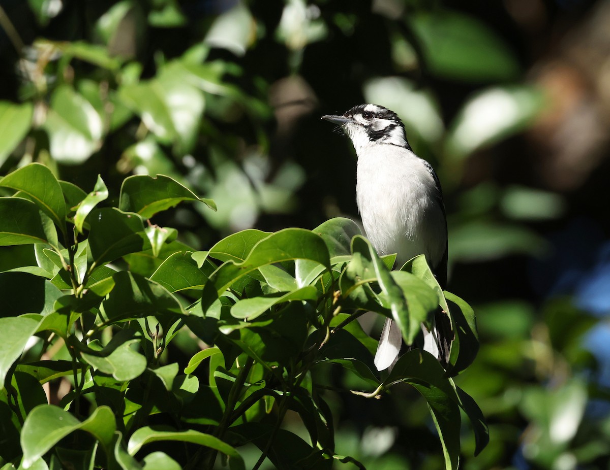 White-eared Monarch - ML638831945