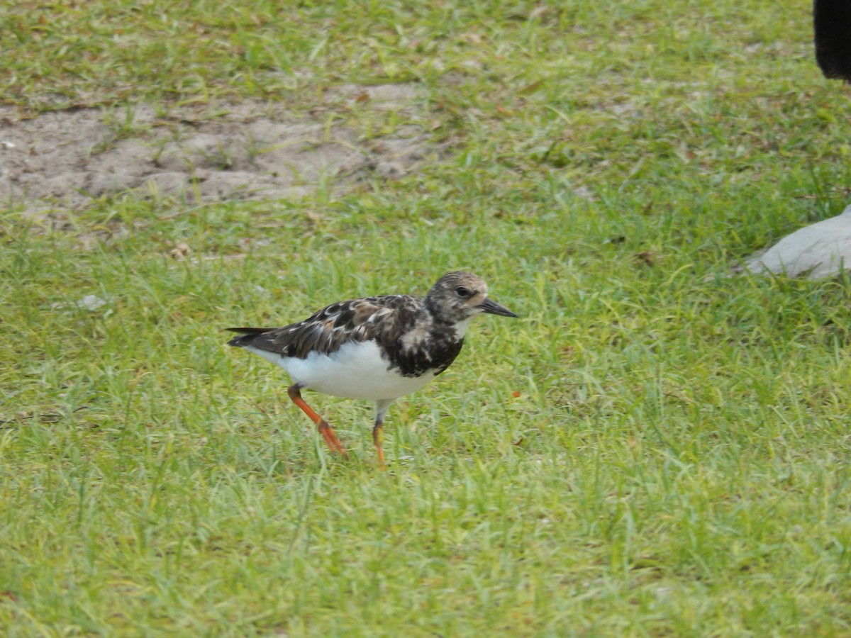 Ruddy Turnstone - ML638832043
