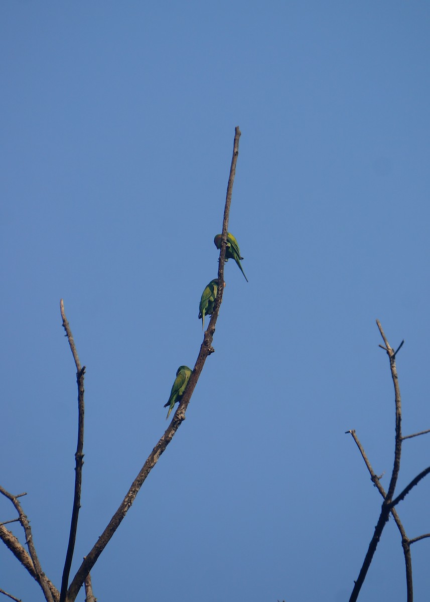 Red-breasted Parakeet - ML638832118