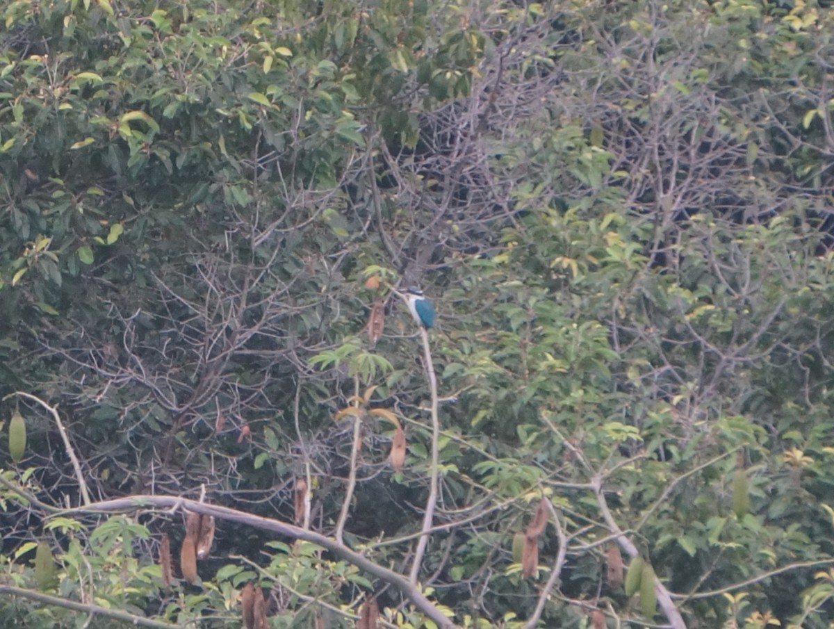 Collared Kingfisher (Collared) - ML638832137