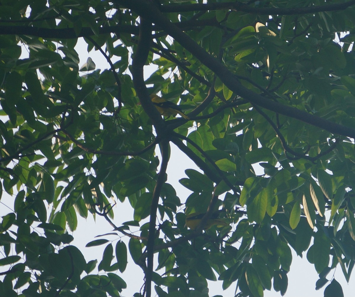 Black-naped Oriole (Sunda) - ML638832162