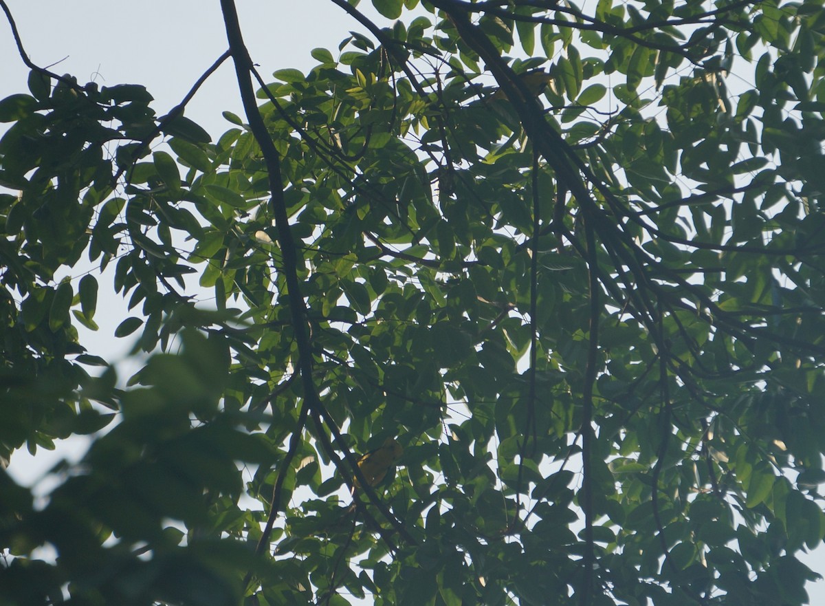 Black-naped Oriole (Sunda) - ML638832163