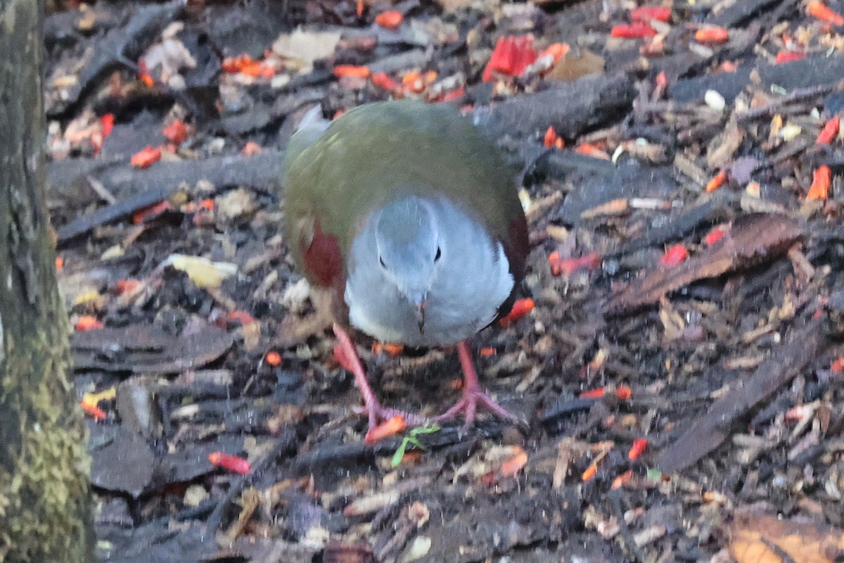 Gallicolombe de Beccari - ML638832175