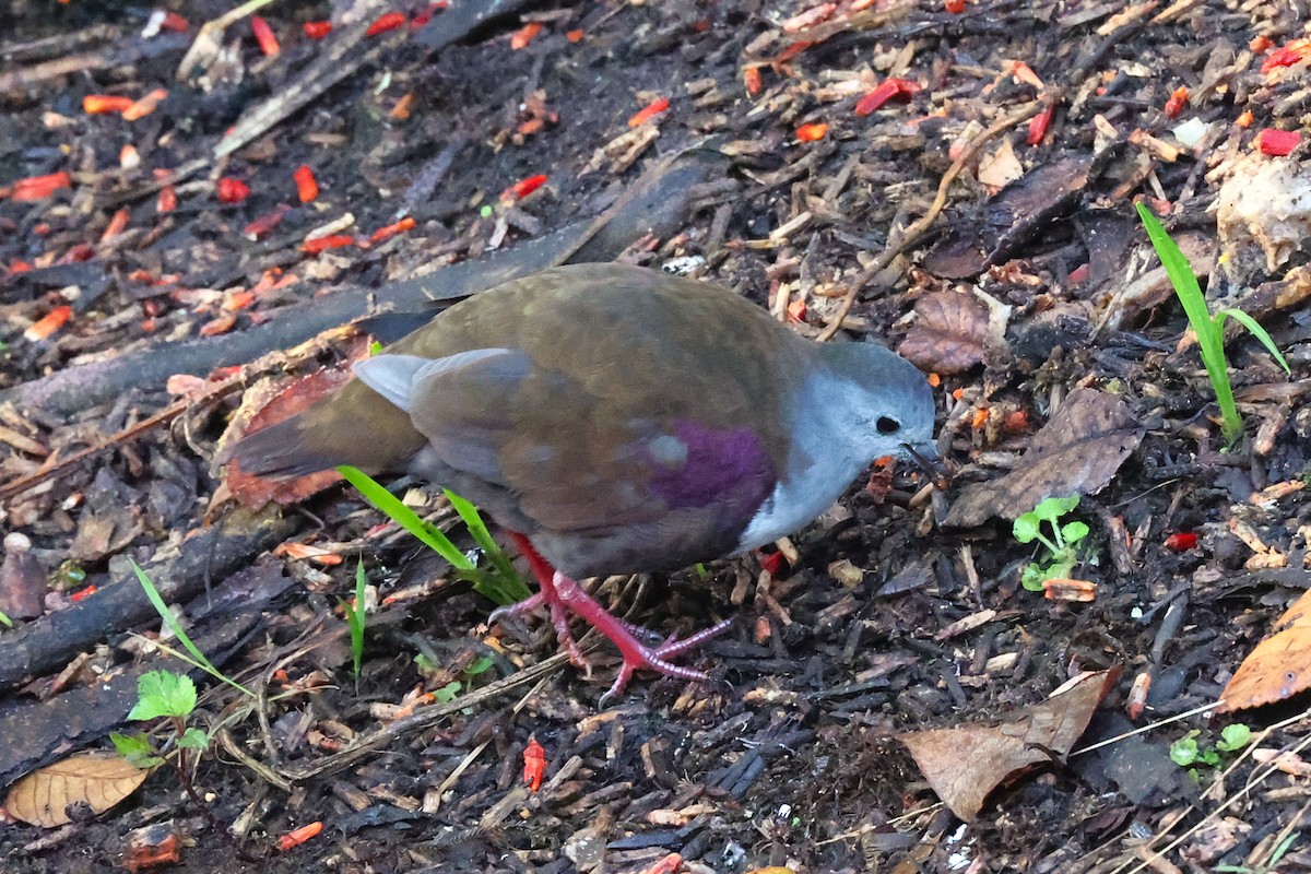 Gallicolombe de Beccari - ML638832176