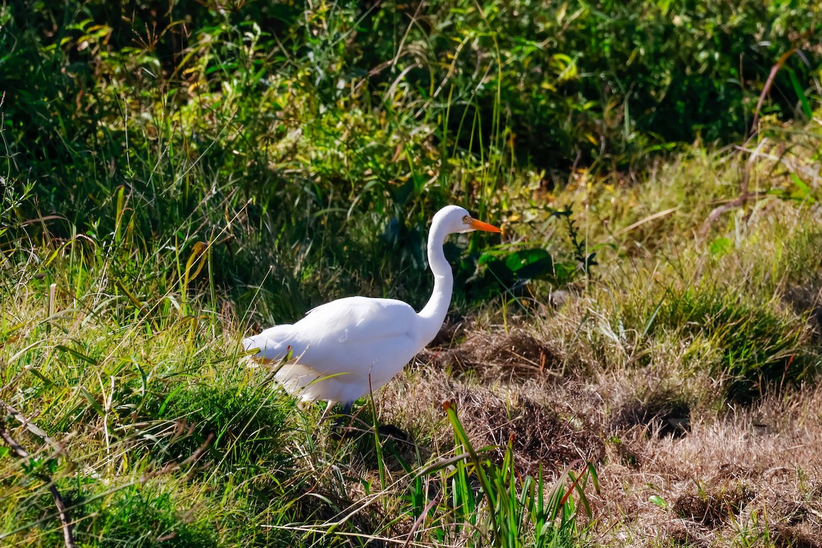 Plumed Egret - ML638832189
