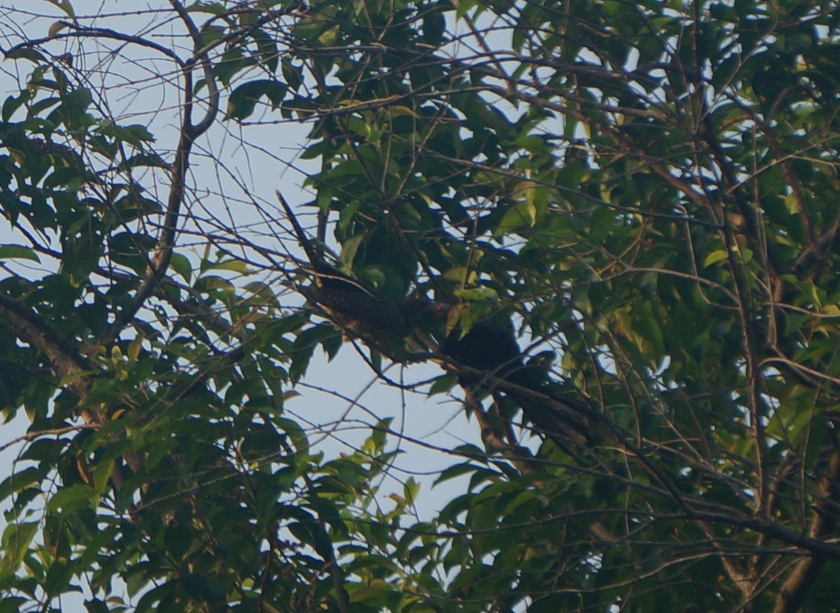 Asian Koel - ML638832193