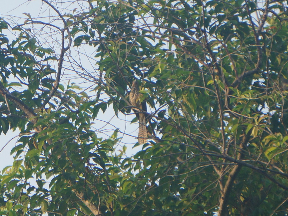 Asian Koel - ML638832194