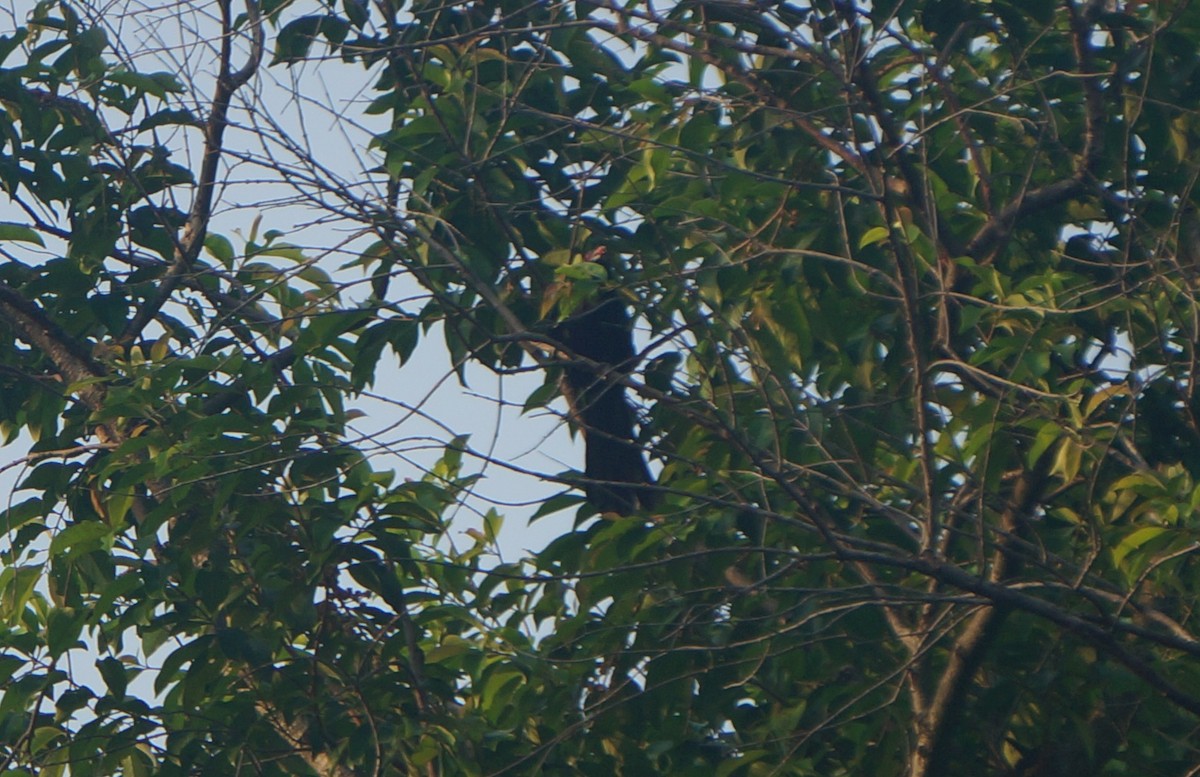 Asian Koel - ML638832198