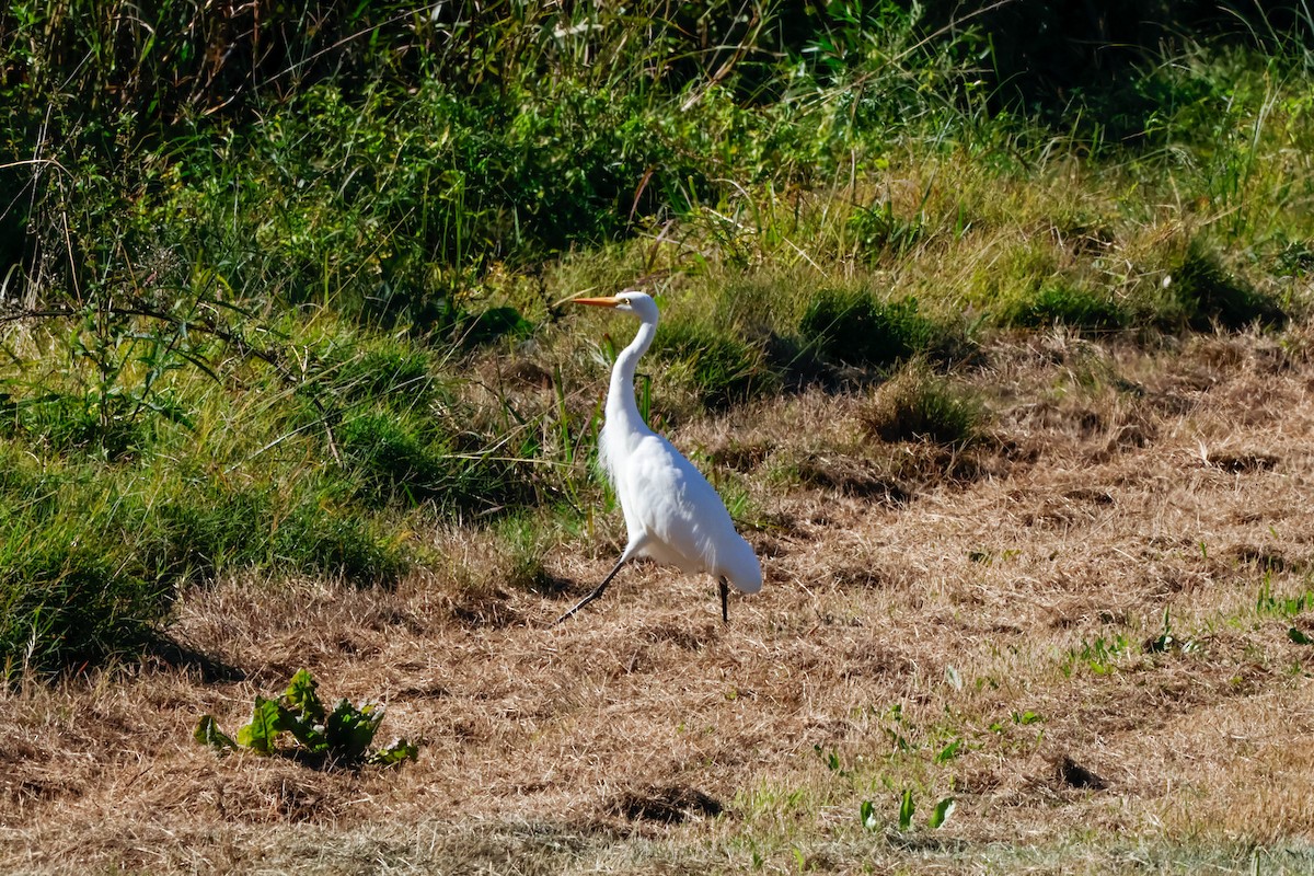 Plumed Egret - ML638832199