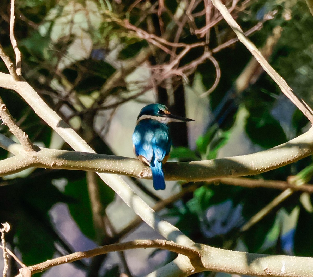 Sacred Kingfisher - ML638832210