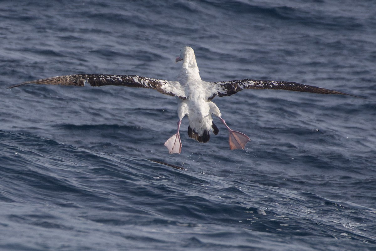 Antipodean Albatross (Gibson's) - ML638832278