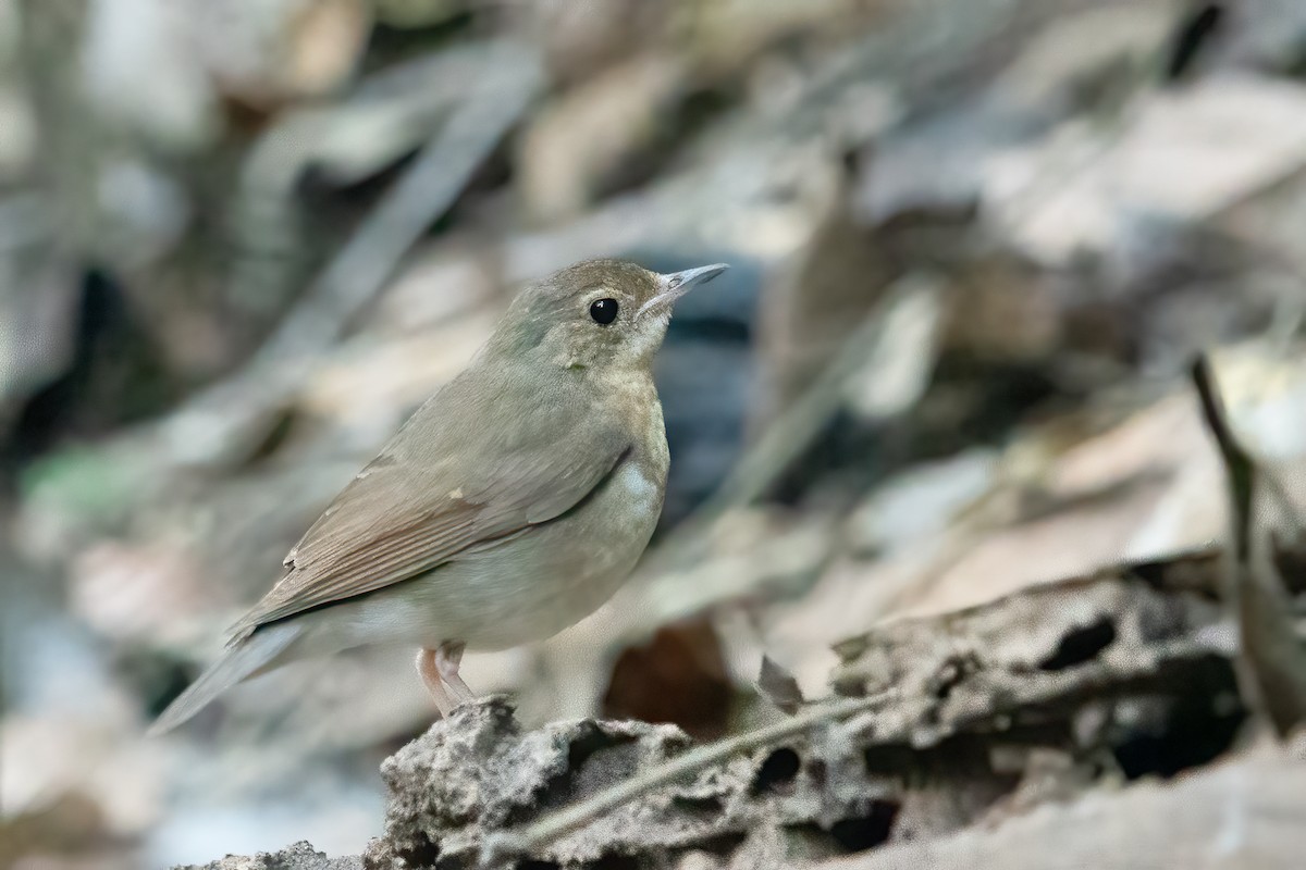 Siberian Blue Robin - ML638832306