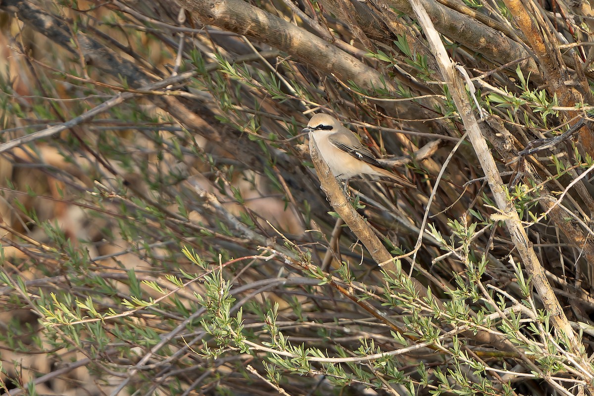 Alcaudón Isabel (isabellinus) - ML638832307