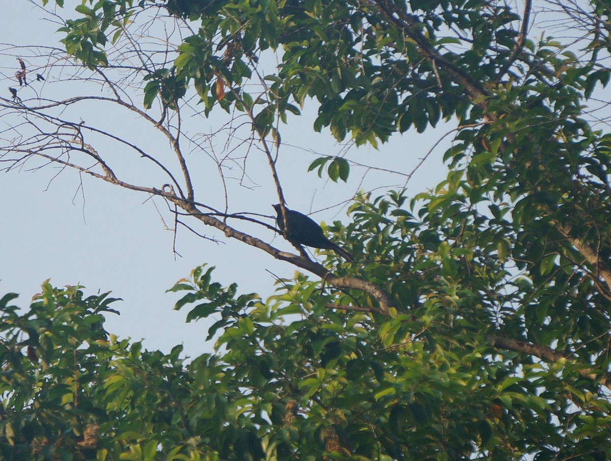 Asian Koel - ML638832313