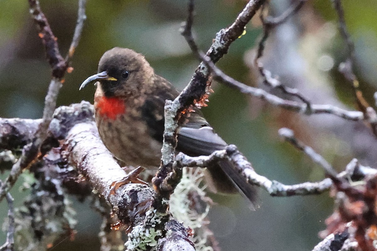 Red-collared Myzomela - ML638832315